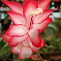 Schlumbergera truncata (Haw.) Moran